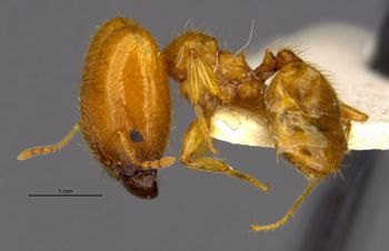 Media type: image;   Entomology 20700 Aspect: habitus lateral view